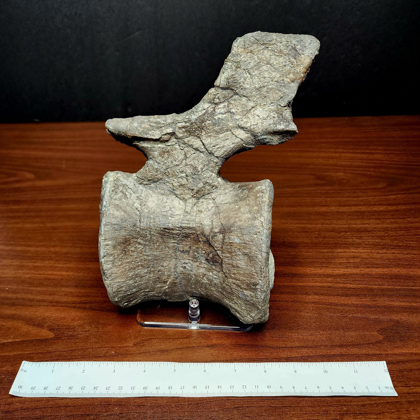 Jurassic Morrison Camarasaurus Vertebral Series VF-JC-22-CQ42