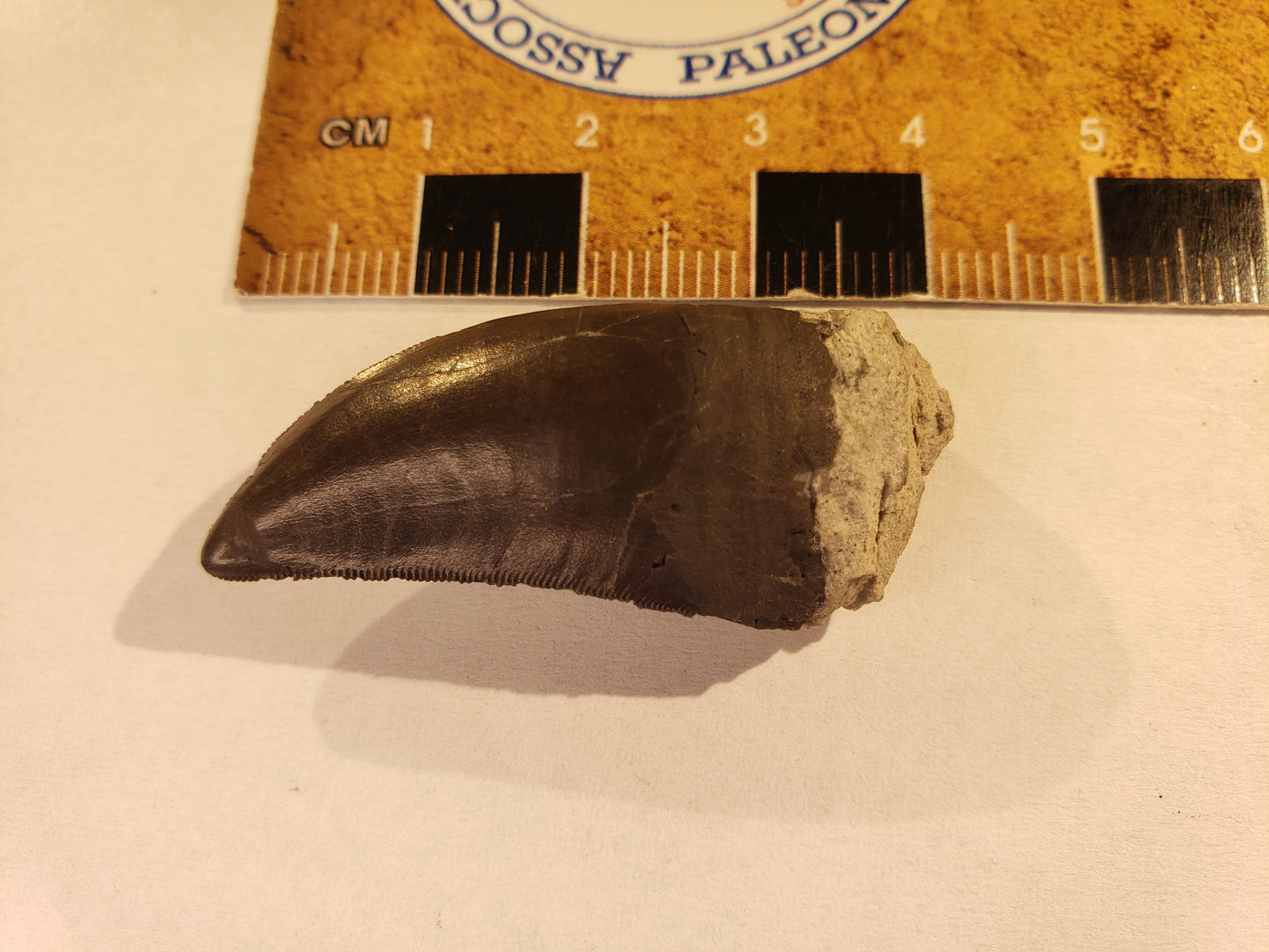 Jurassic Morrison Allosaurus Tooth VF-JC-24-006