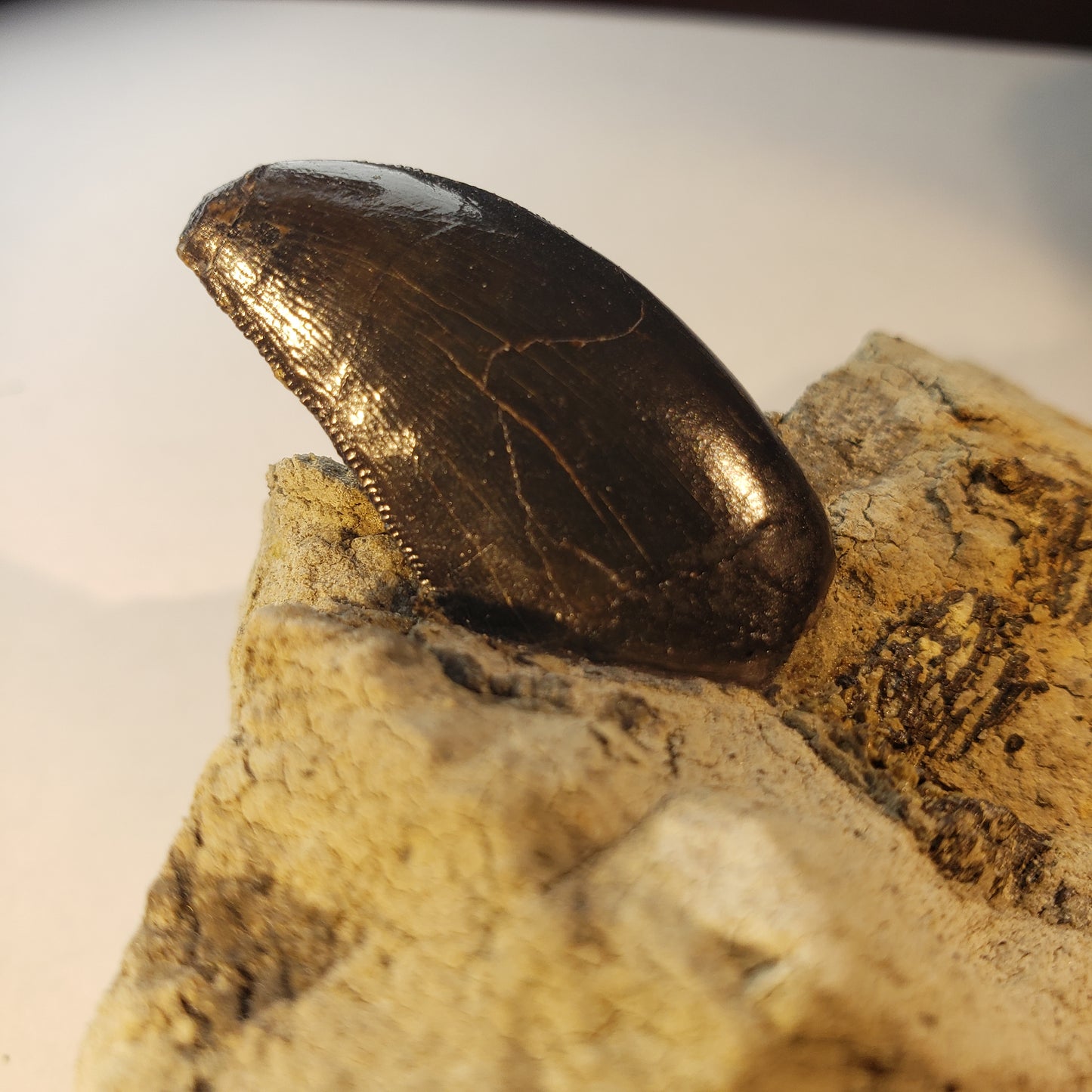 Jurassic Morrison Allosaurus Tooth VF-JC-24-033