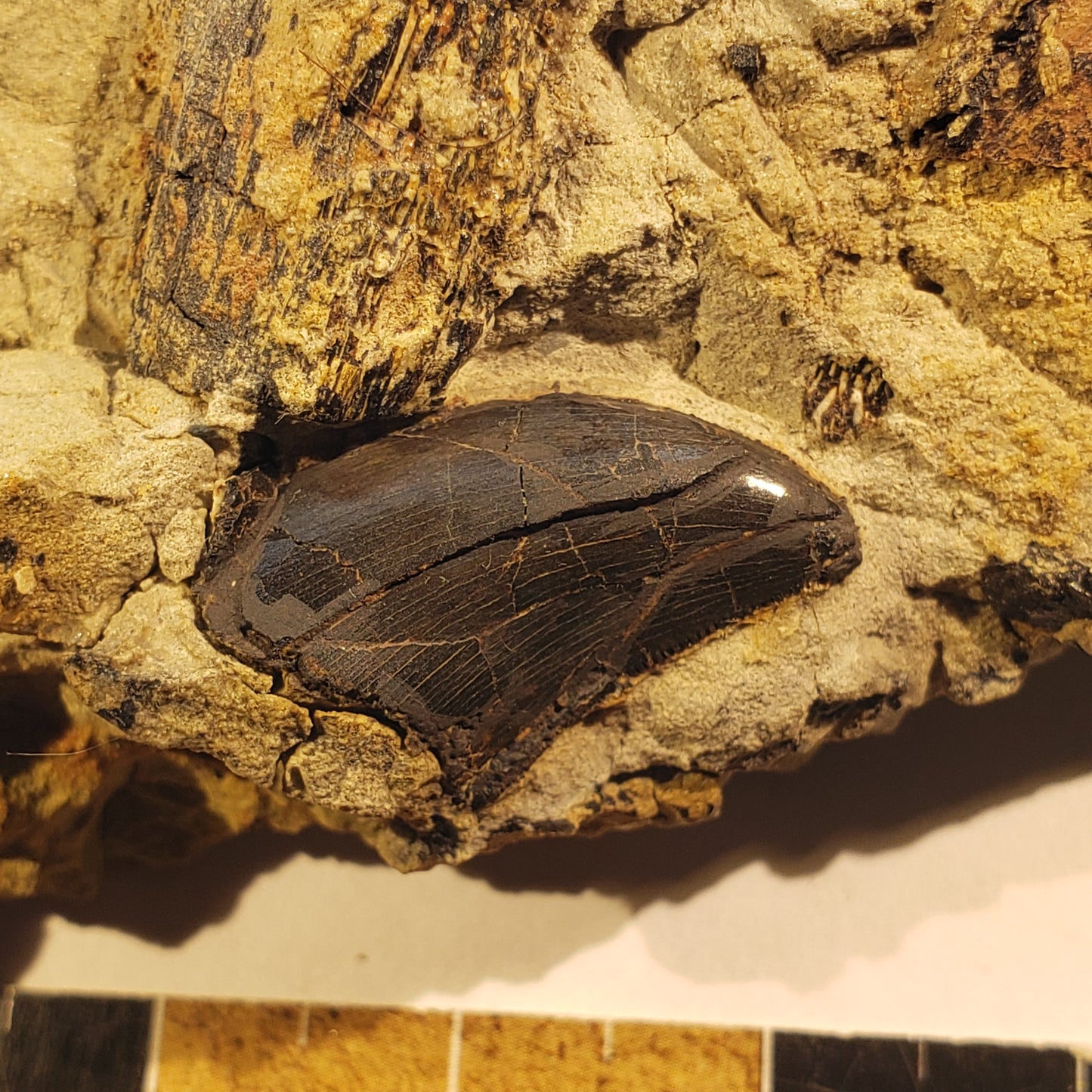 Jurassic Morrison Allosaurus Tooth VF-JC-24-035