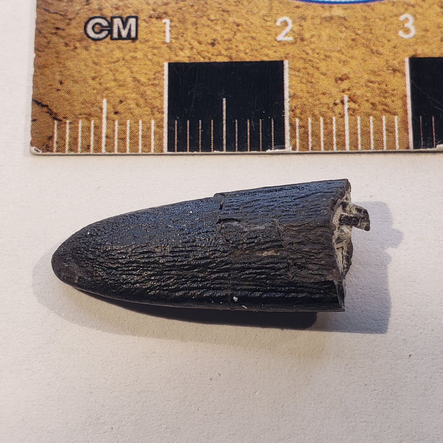 Jurassic Morrison Apatosaurus Tooth VF-JC-24-044