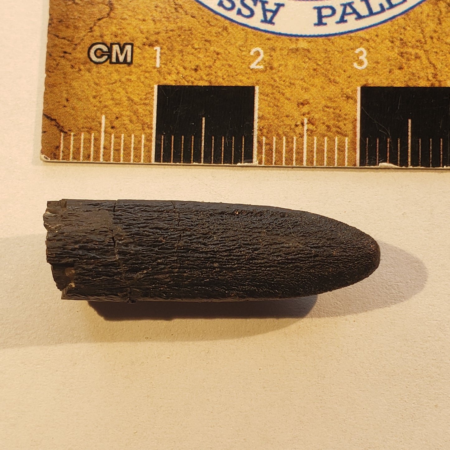 Jurassic Morrison Apatosaurus Tooth VF-JC-24-045