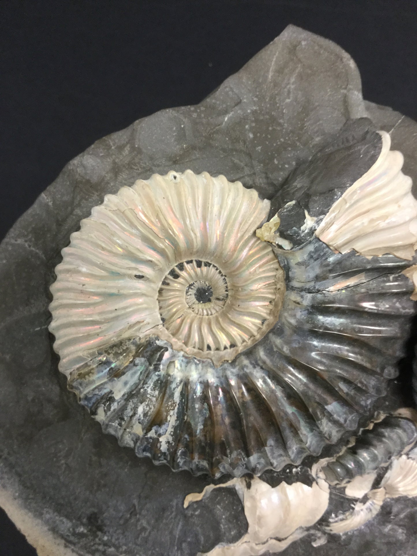 LK Ammonite Deshayesites IF-LKA-16-001Rus