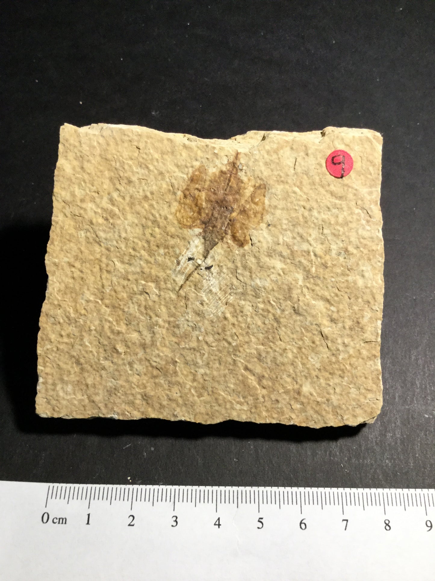 Eocene Green River Pterocarya flower P-GR-16-009