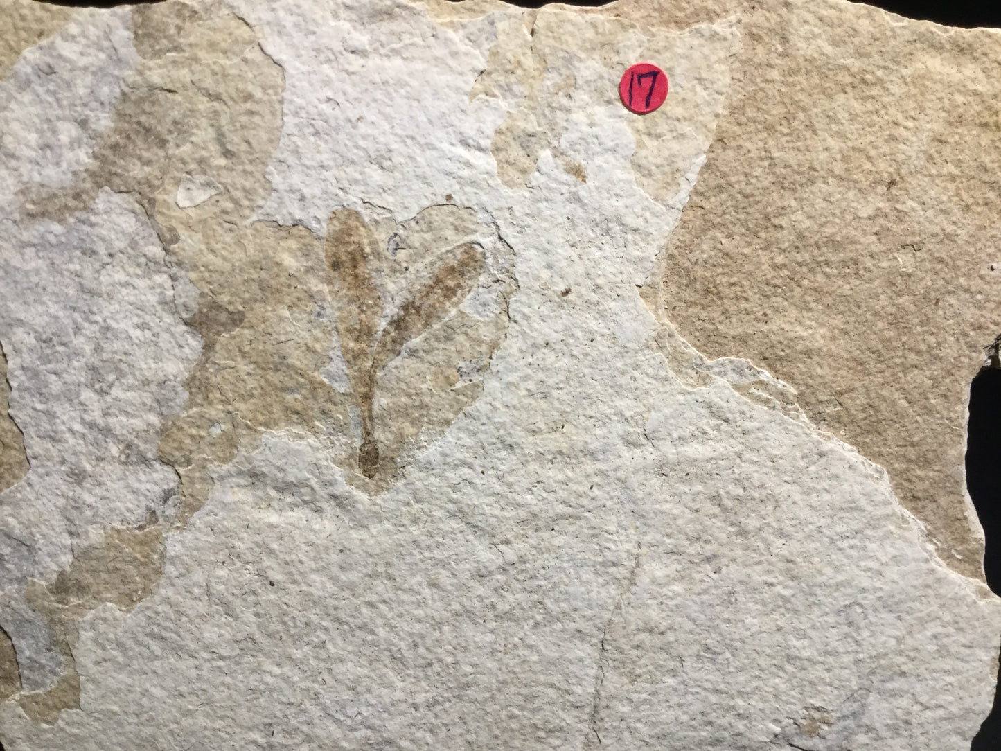 Eocene Green River Winged Fruit P-GR-16-017