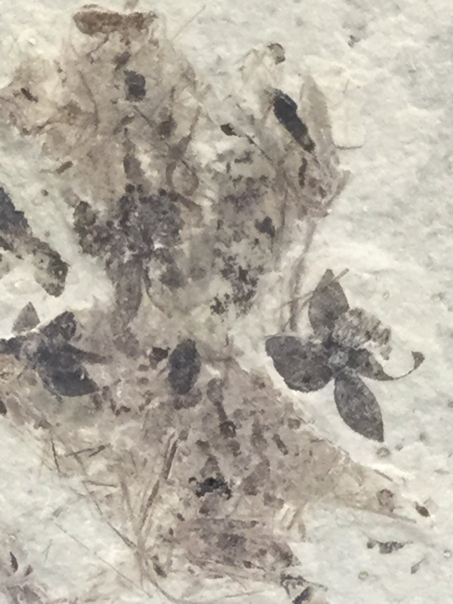 Eocene Green River Pseudosalix Flower P-PCM-16-034