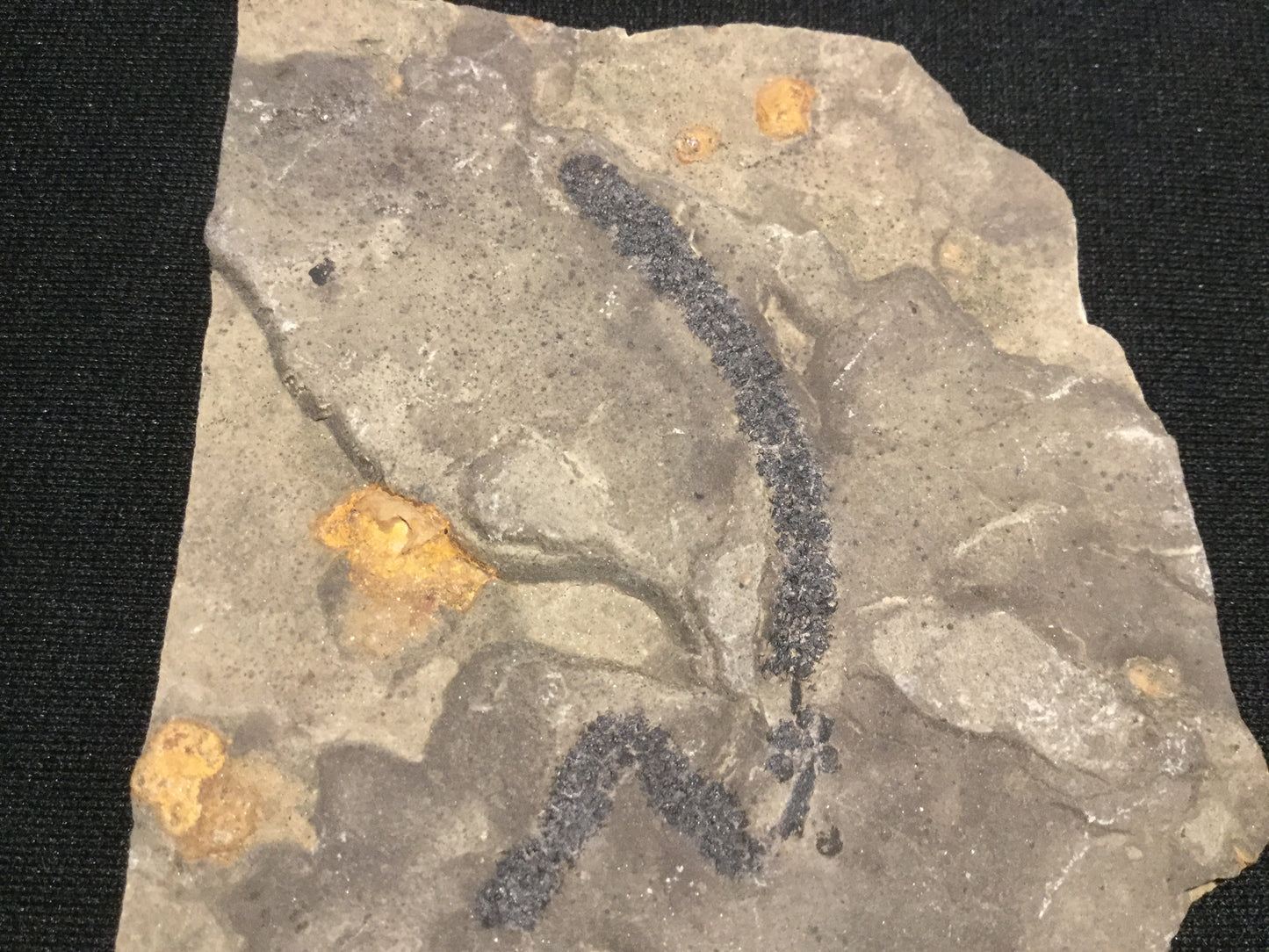 Eocene Green River Tree Catkin P-PCM-16-001