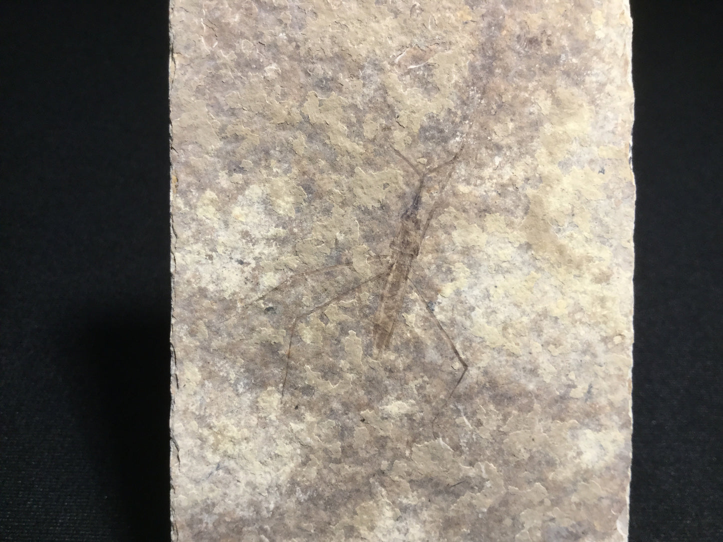 Eocene Green River Water Strider IF-PCM-16-060