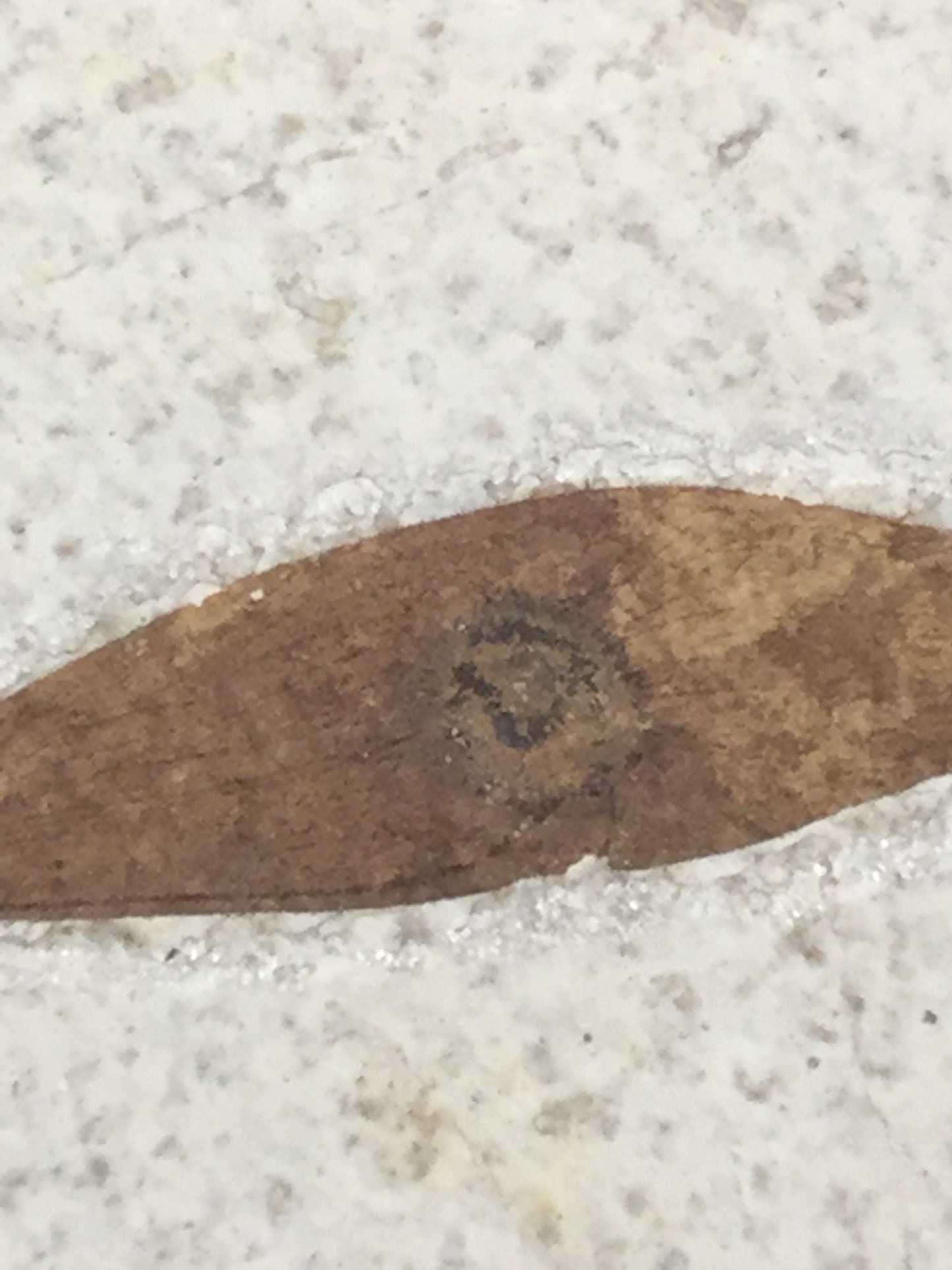 Eocene Green River Winged Seed P-PCM-16-064