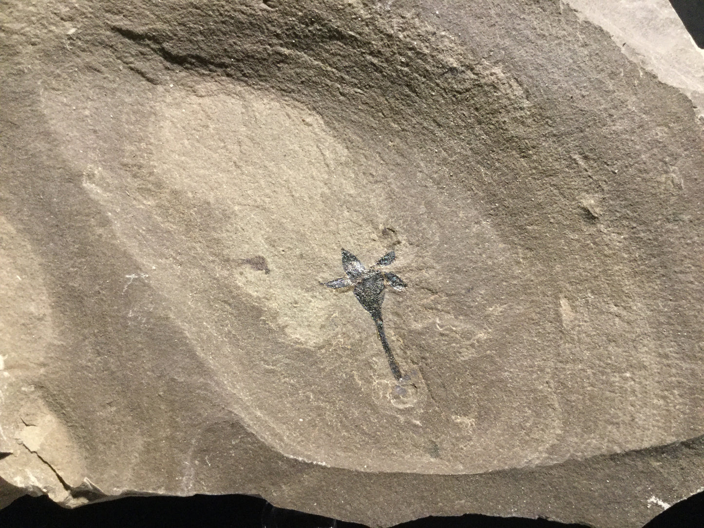 Eocene Green River Unidentified Calyx P-PCM-16-084