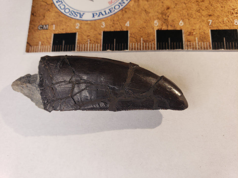 Dinosaurs – Fossil Avenue