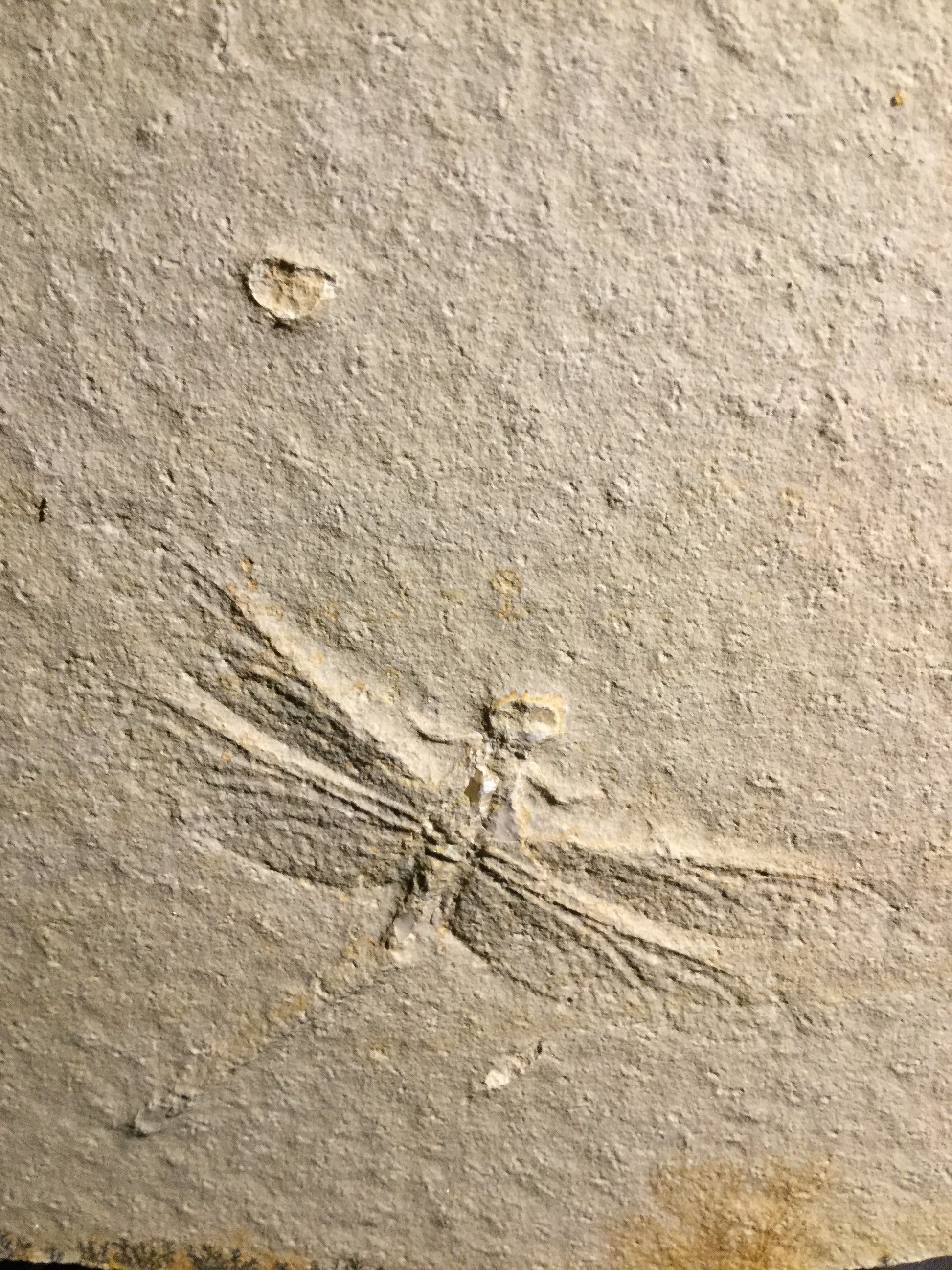 Jurassic Solnhofen Dragonfly IF-ISOLN-16-001 – Fossil Avenue