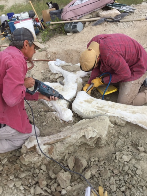 A Titanothere dig in the Oligocene