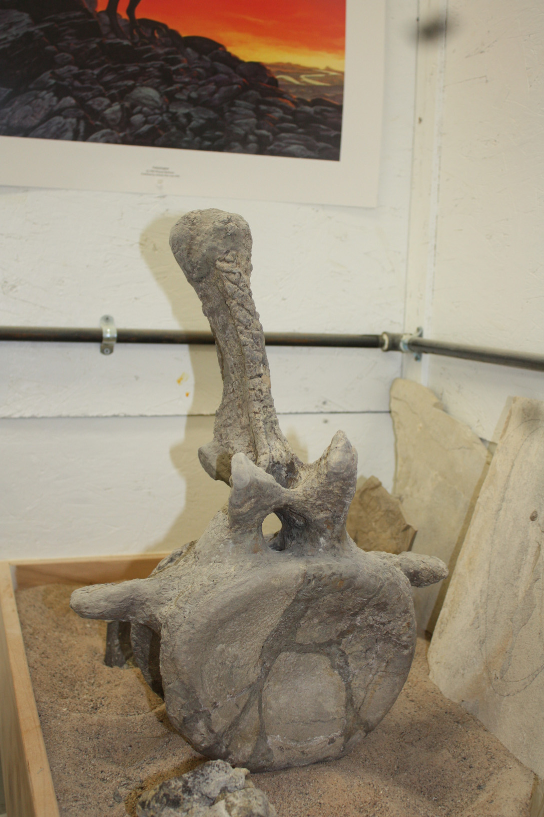 Reconstruction of Apatosaurus caudal vertebrae